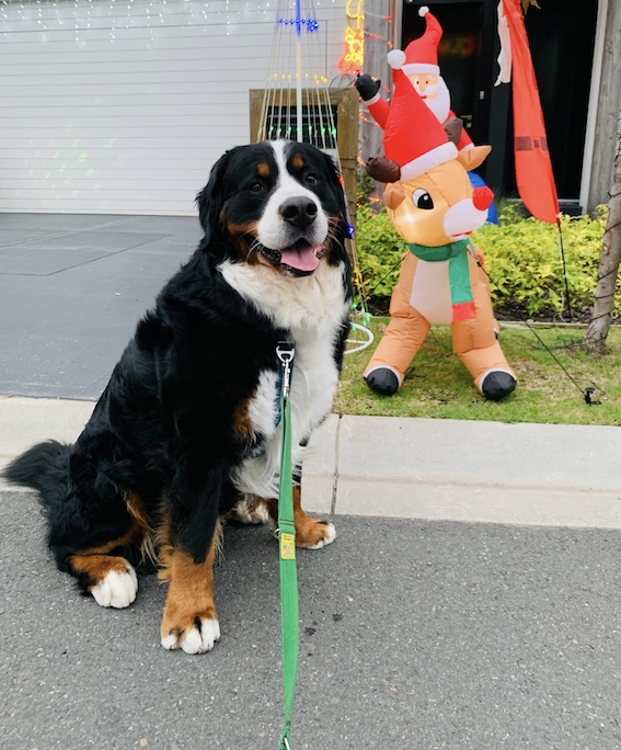 Byron the Bernese Mountain Dog